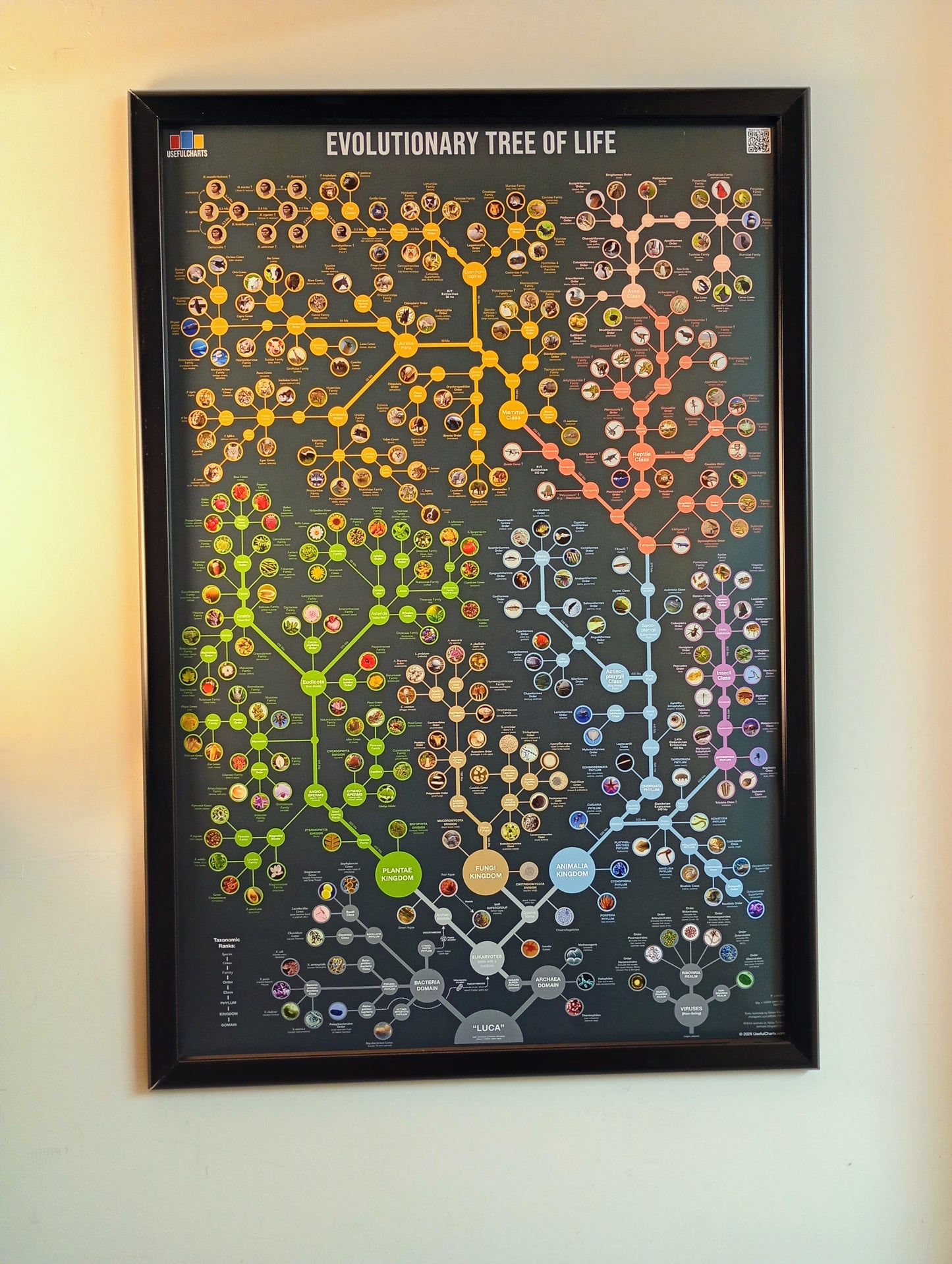 Evolutionary Tree of Life