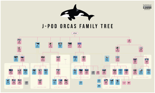 Southern Resident Orcas J Pod Family Tree