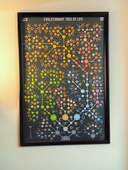 Evolutionary Tree of Life