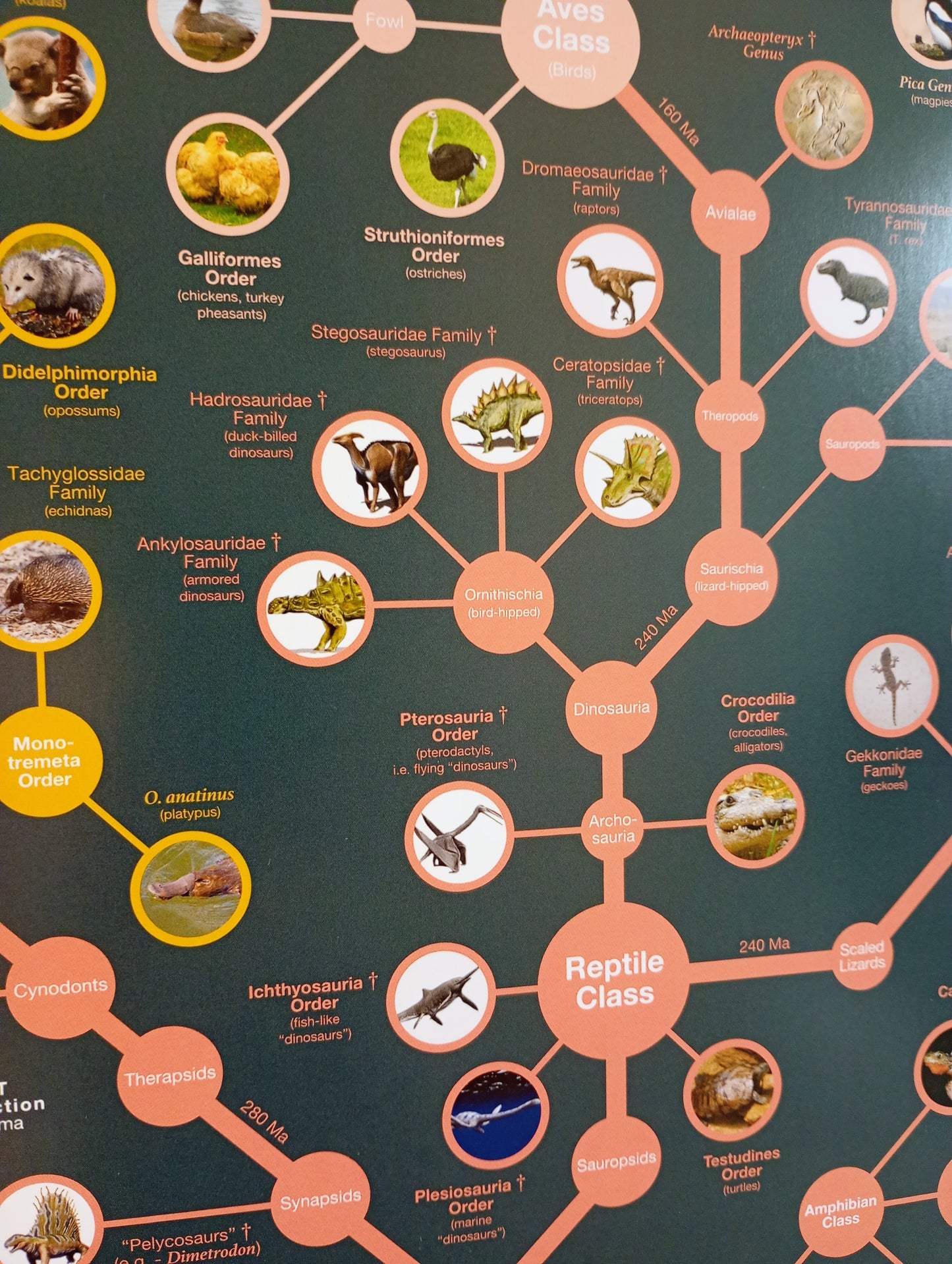 Evolutionary Tree of Life