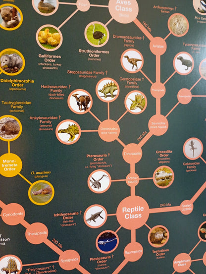 Evolutionary Tree of Life