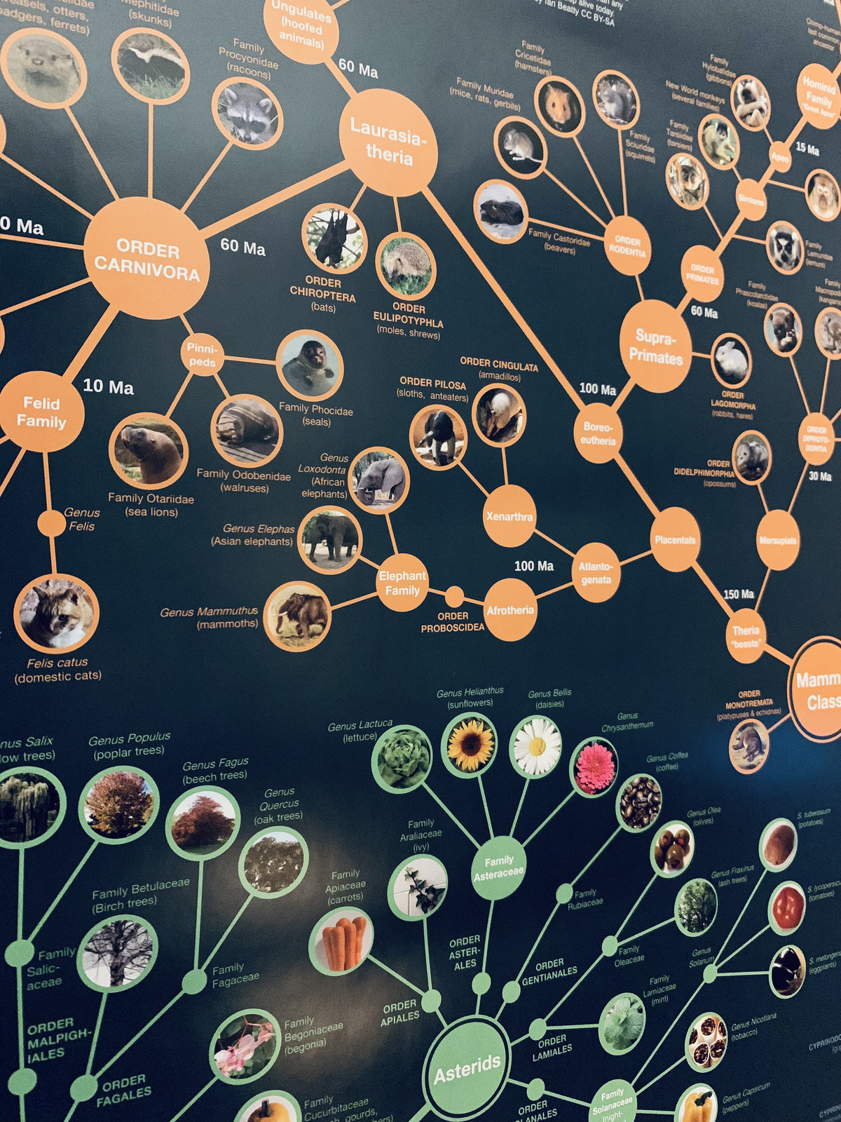 Bio Evolution Chart Evolution & Classification of Life Poster – UsefulCharts