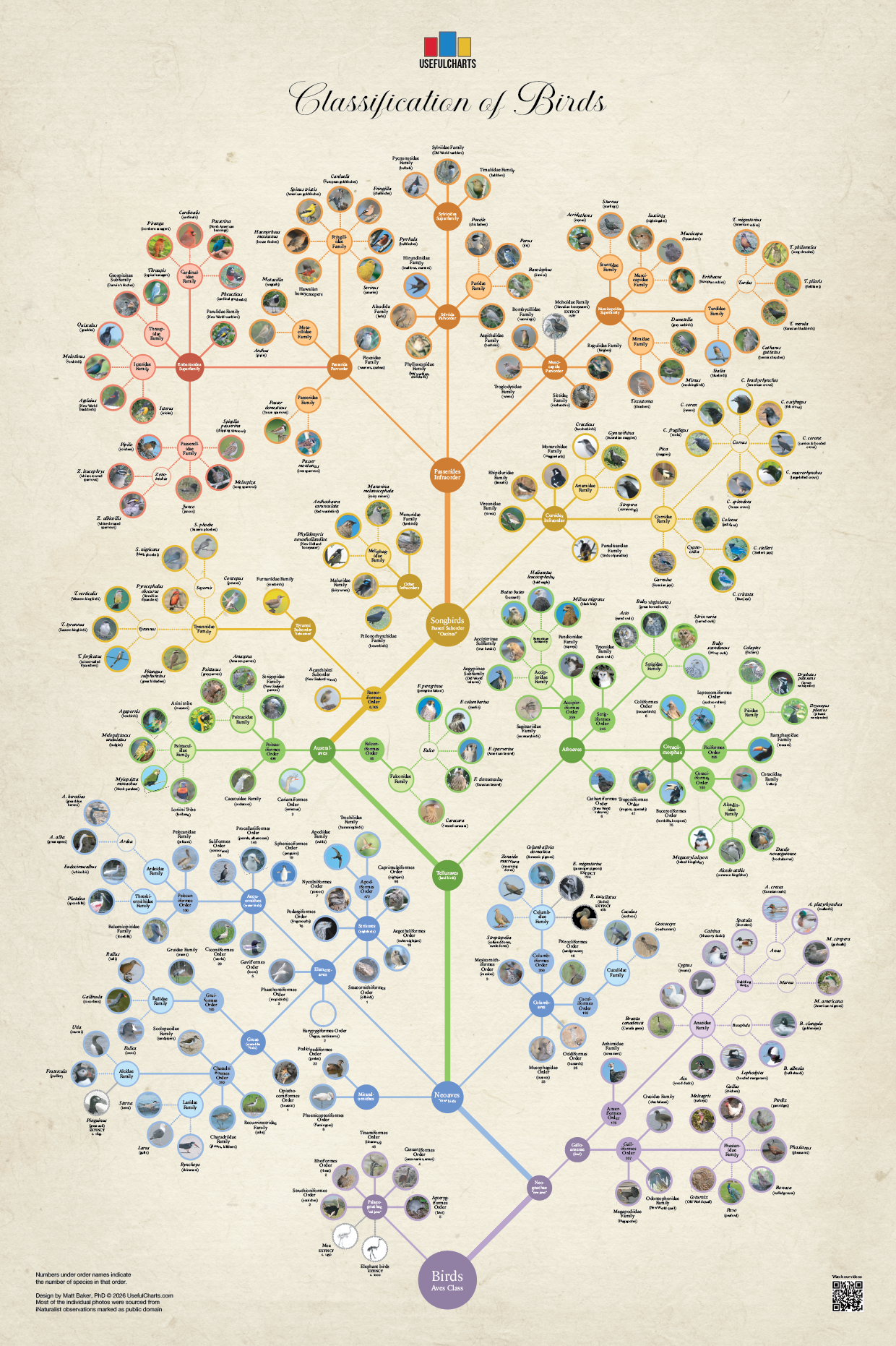 Classification of Birds