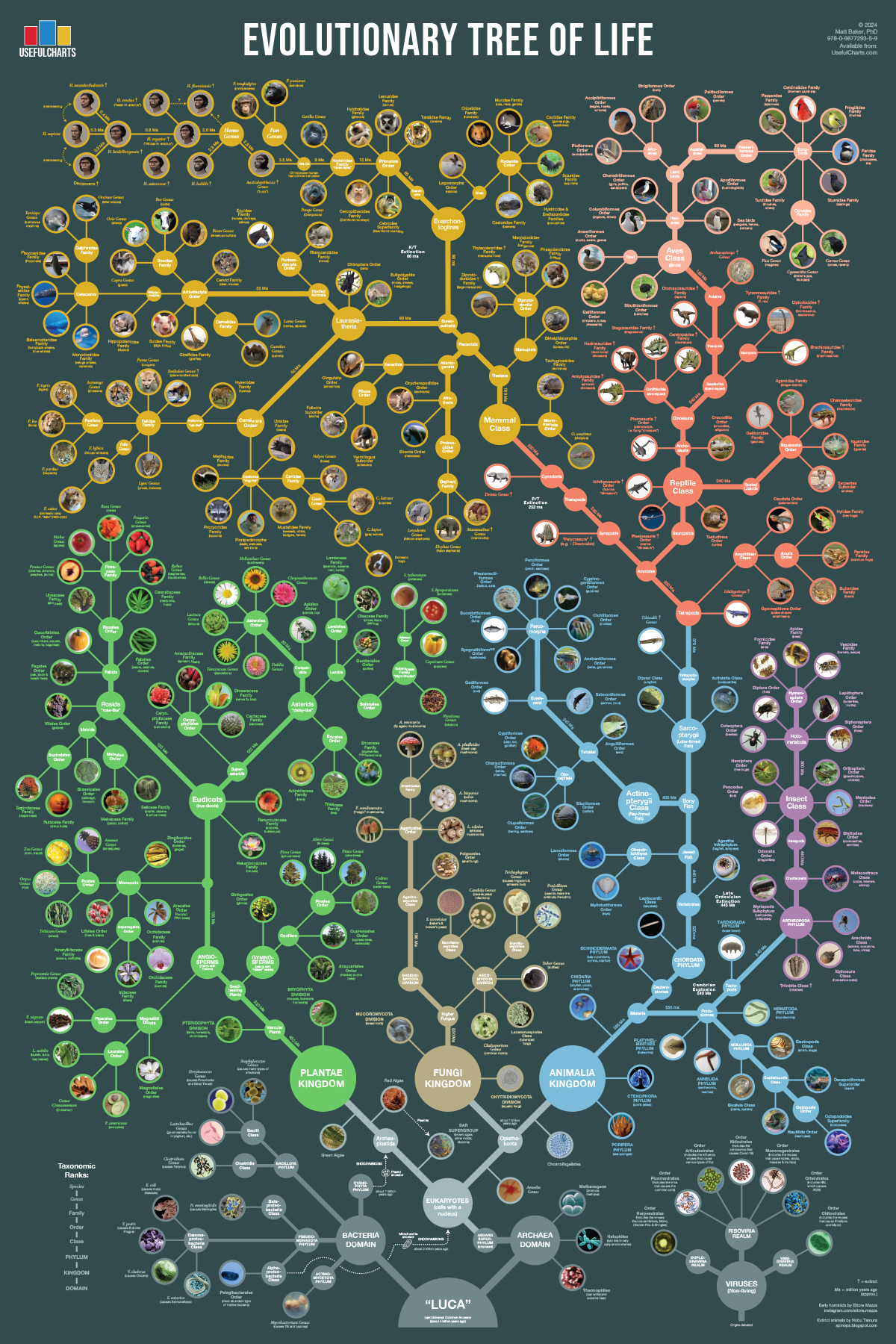 Animal Evolution Table Evolutionary Tree of Life Poster – UsefulCharts