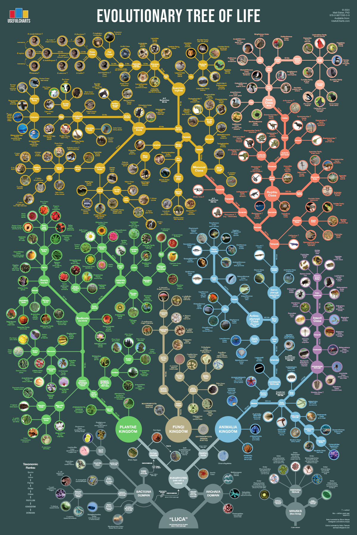 Evolutionary Tree of Life Poster