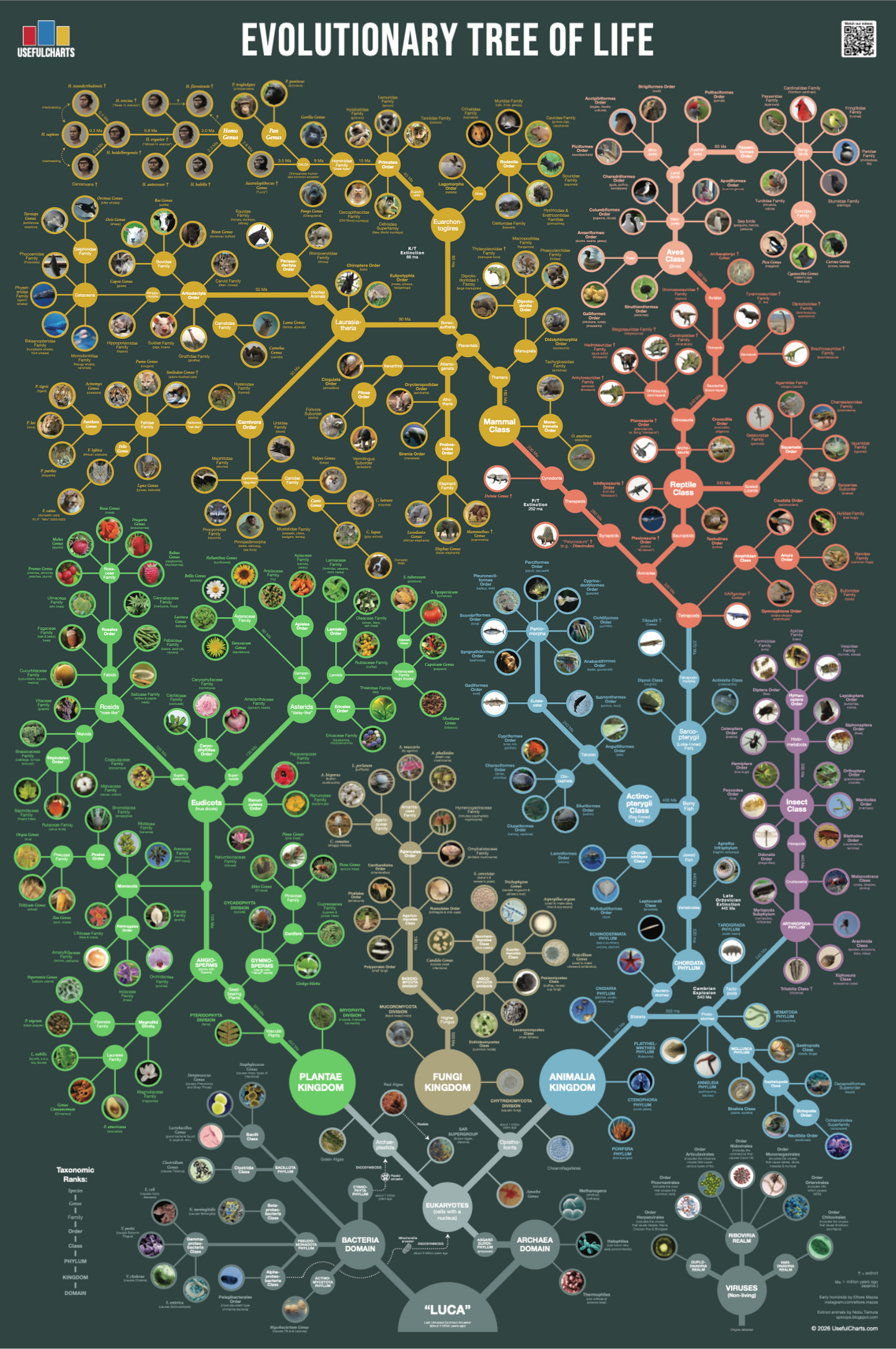 Evolutionary Tree of Life Poster