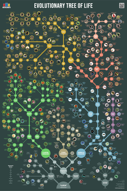 Evolutionary Tree of Life Poster