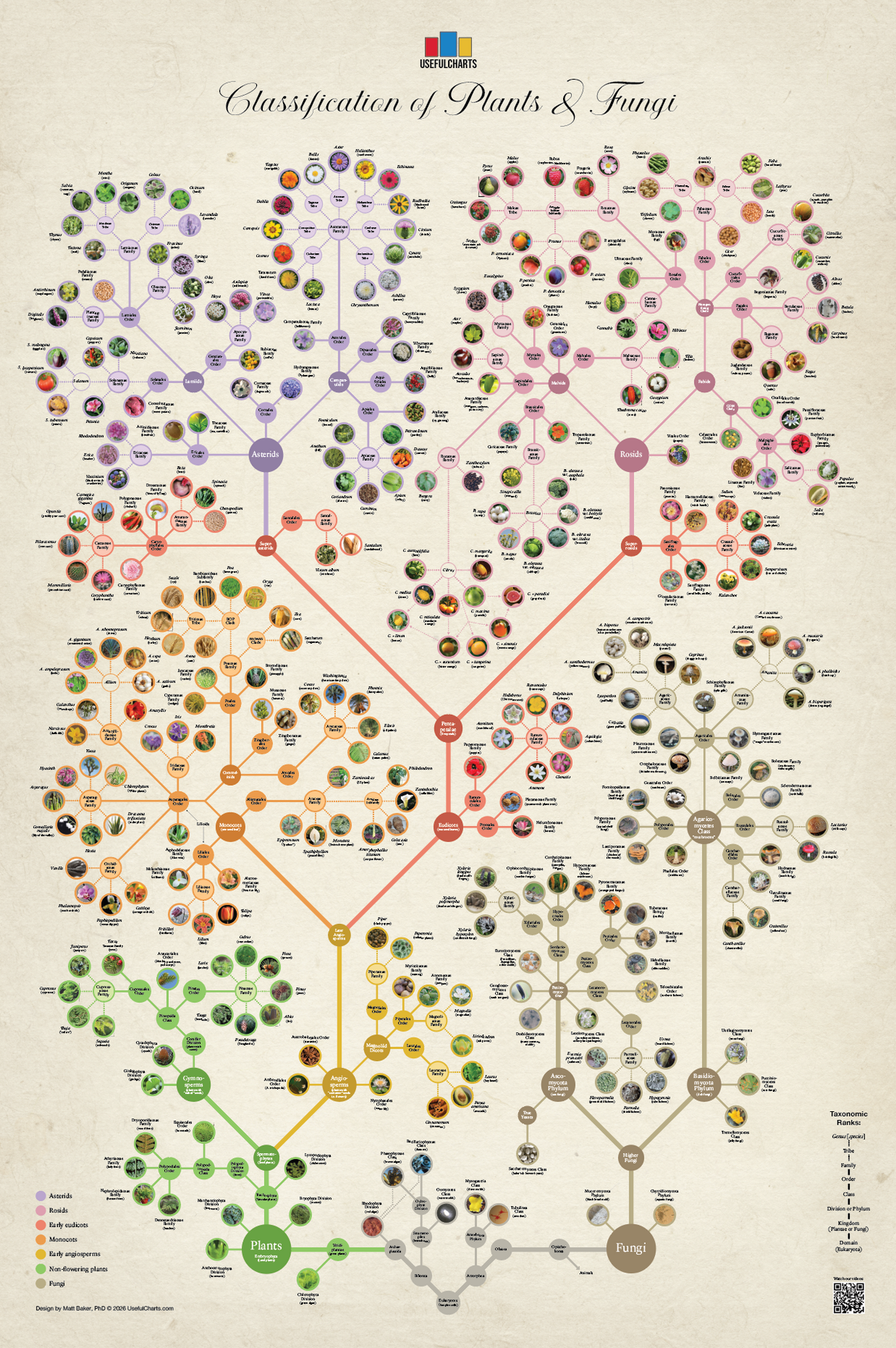Classification of Plants & Fungi