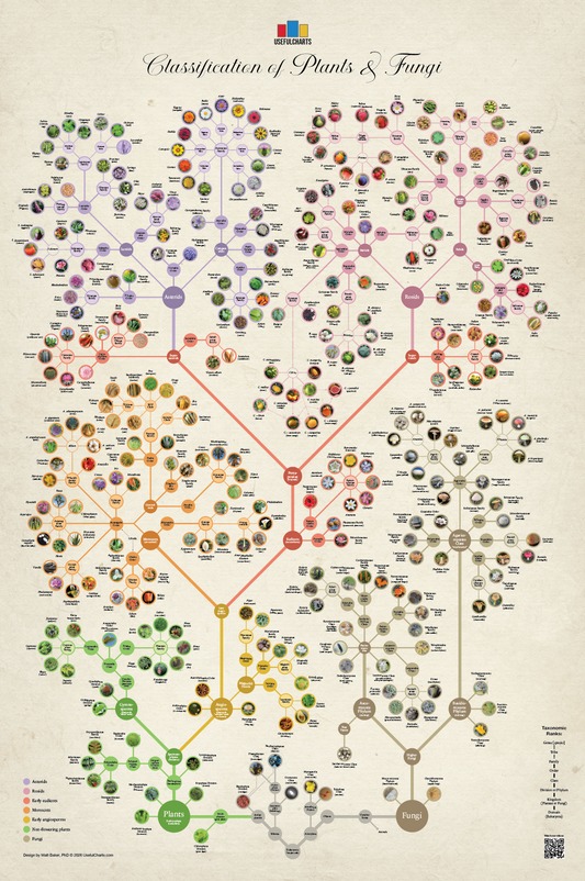 Classification of Plants & Fungi