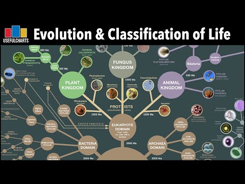 Evolution & Classification of Life Poster – UsefulCharts
