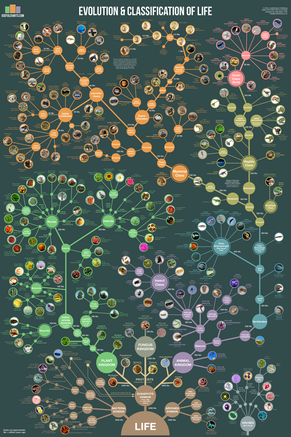 Tree Of Life Evolution Timeline